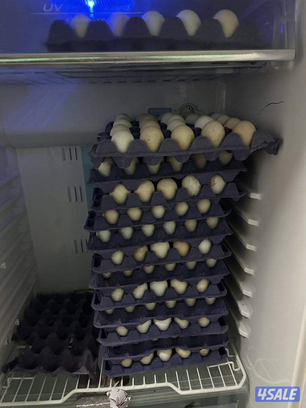 لللييع بيض دجاج عراقي طازج وفروخ دجاج3