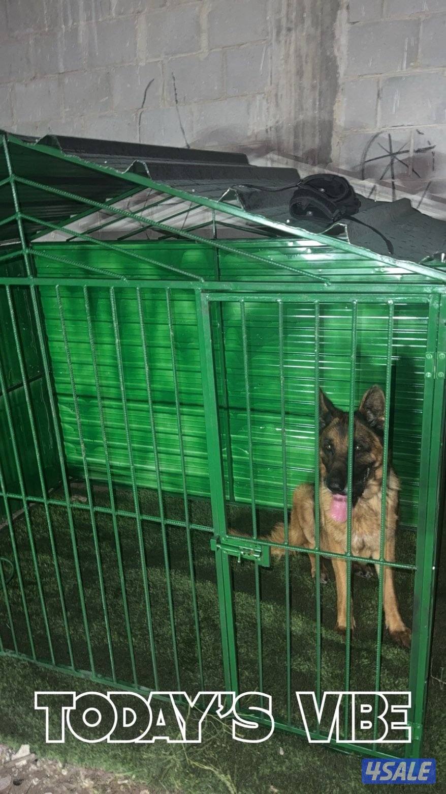 كلب جيرمن  العمر سنتين0