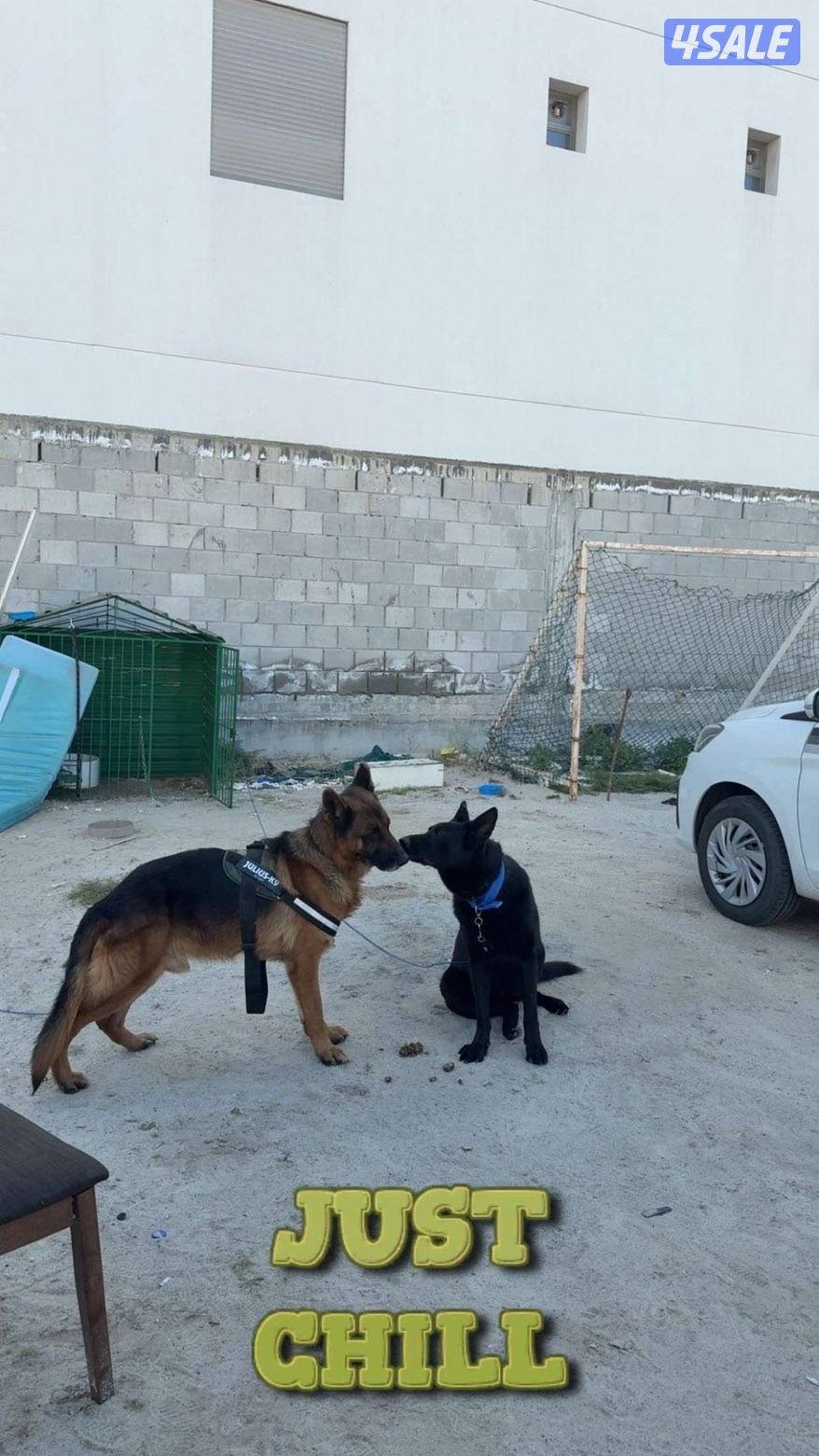 كلب جيرمن  العمر سنتين1