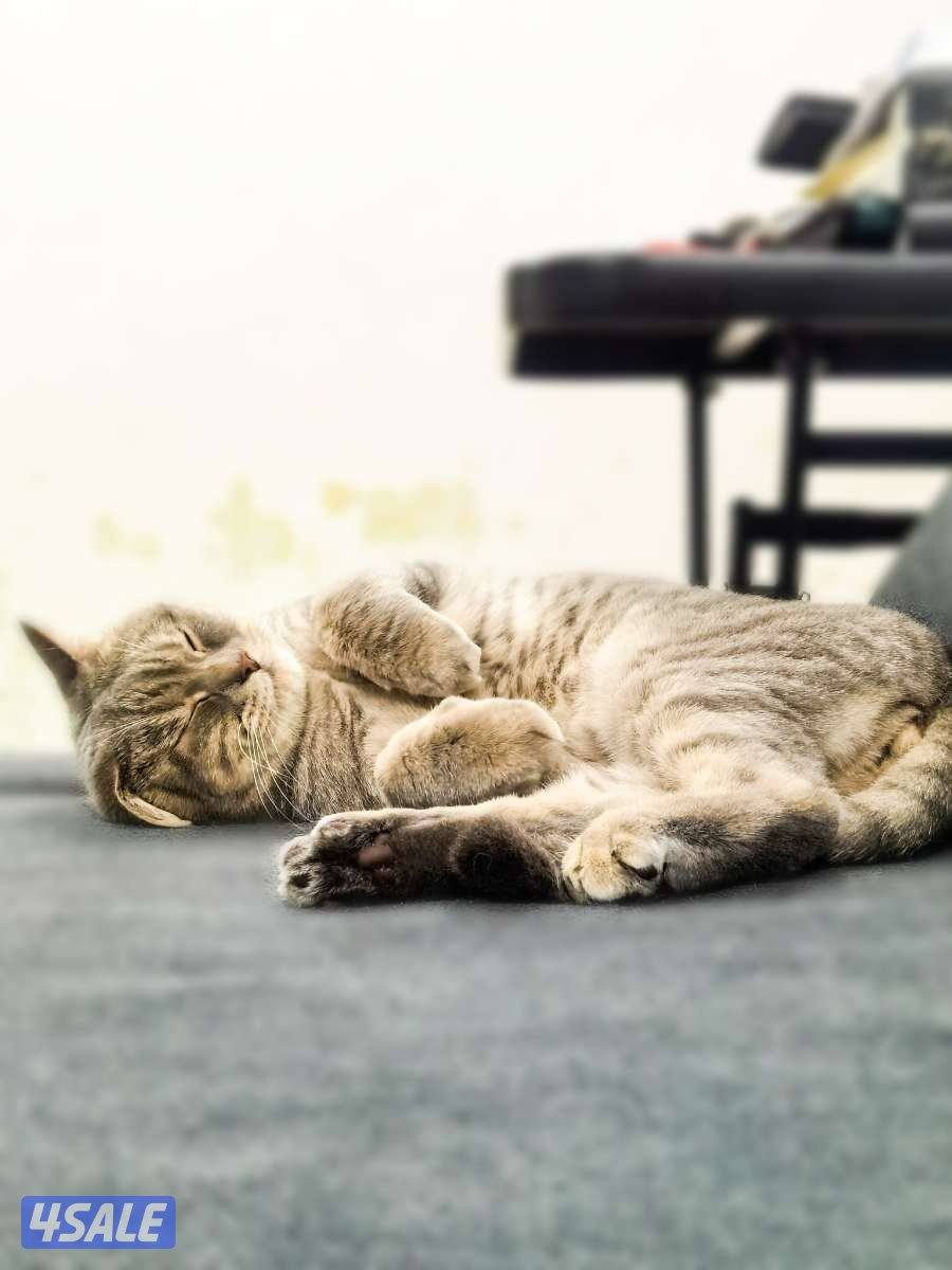 تبني قط برتش شورت هير ذكر مطعم و معقم للتواصل0