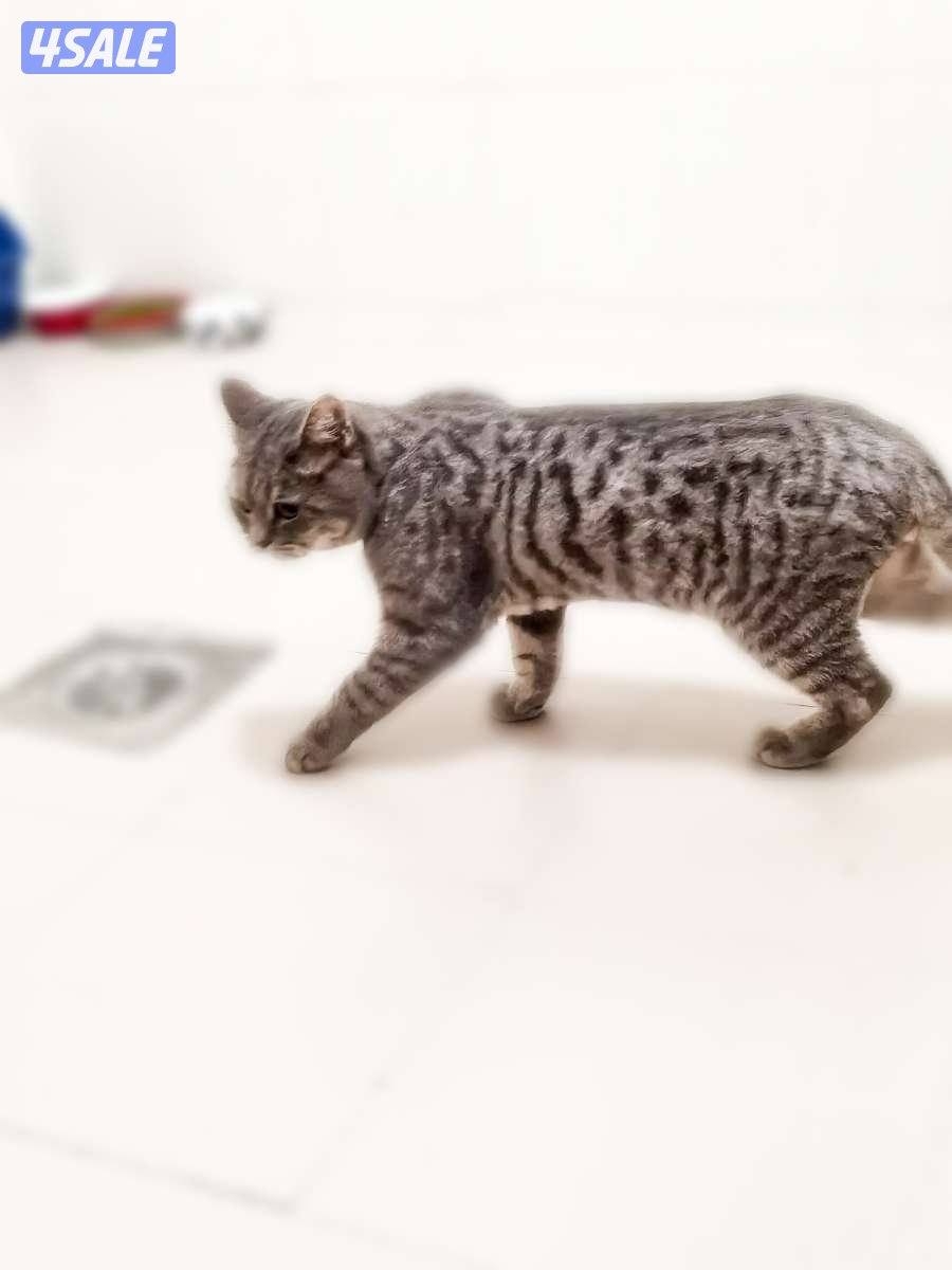 تبني قط برتش شورت هير ذكر مطعم و معقم للتواصل1