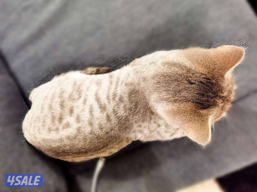 تبني قط برتش شورت هير ذكر مطعم و معقم للتواصل3