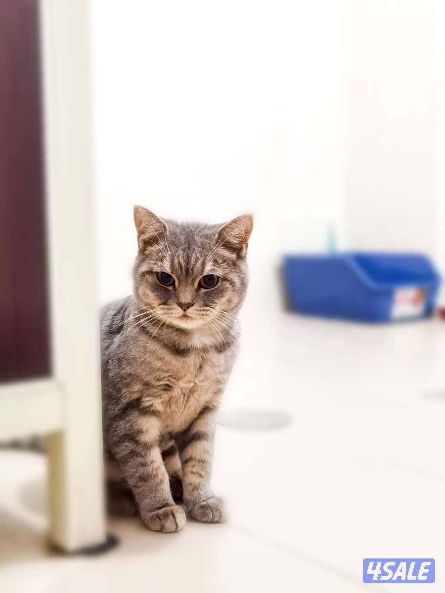 تبني قط برتش شورت هير ذكر مطعم و معقم للتواصل2