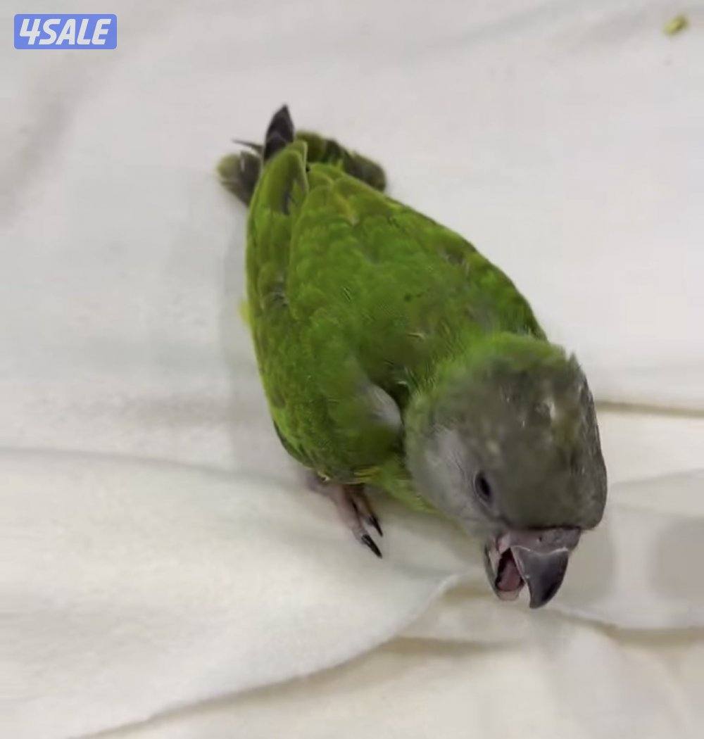 يوز وحبه فردانيه سنغالي0