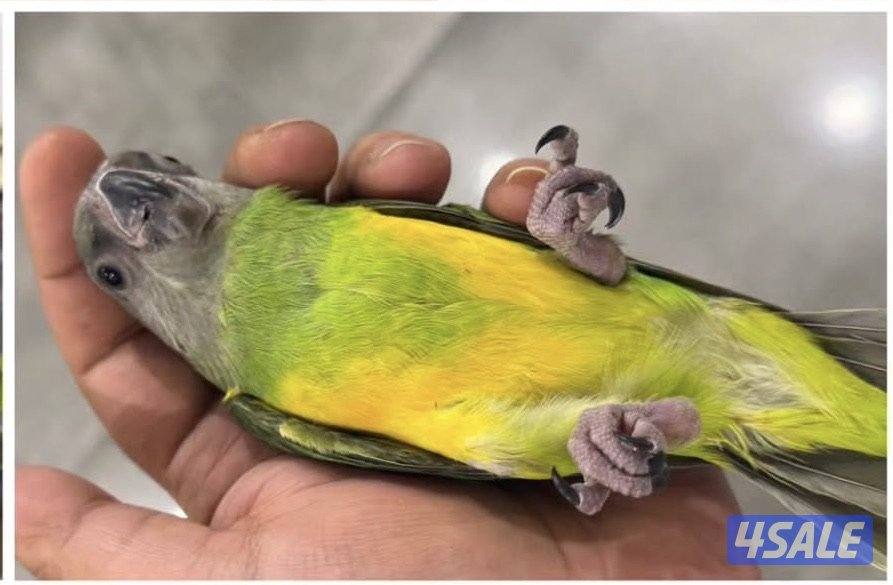 يوز وحبه فردانيه سنغالي1