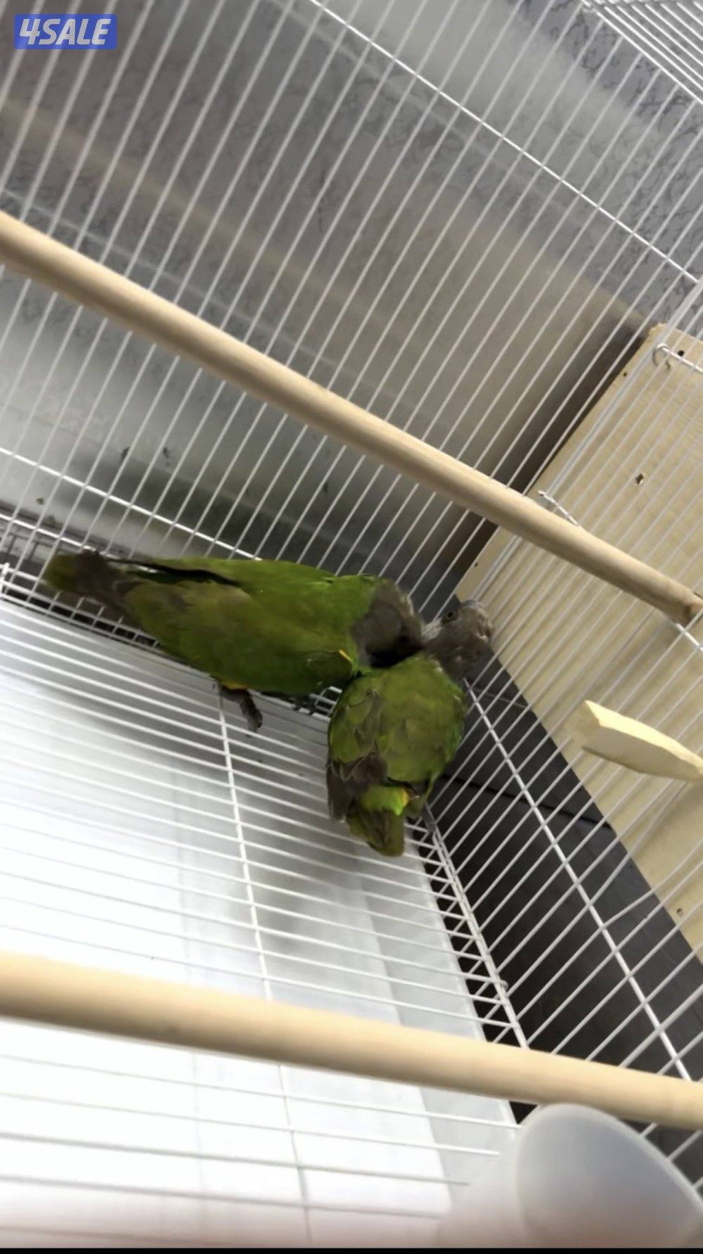 يوز وحبه فردانيه سنغالي2