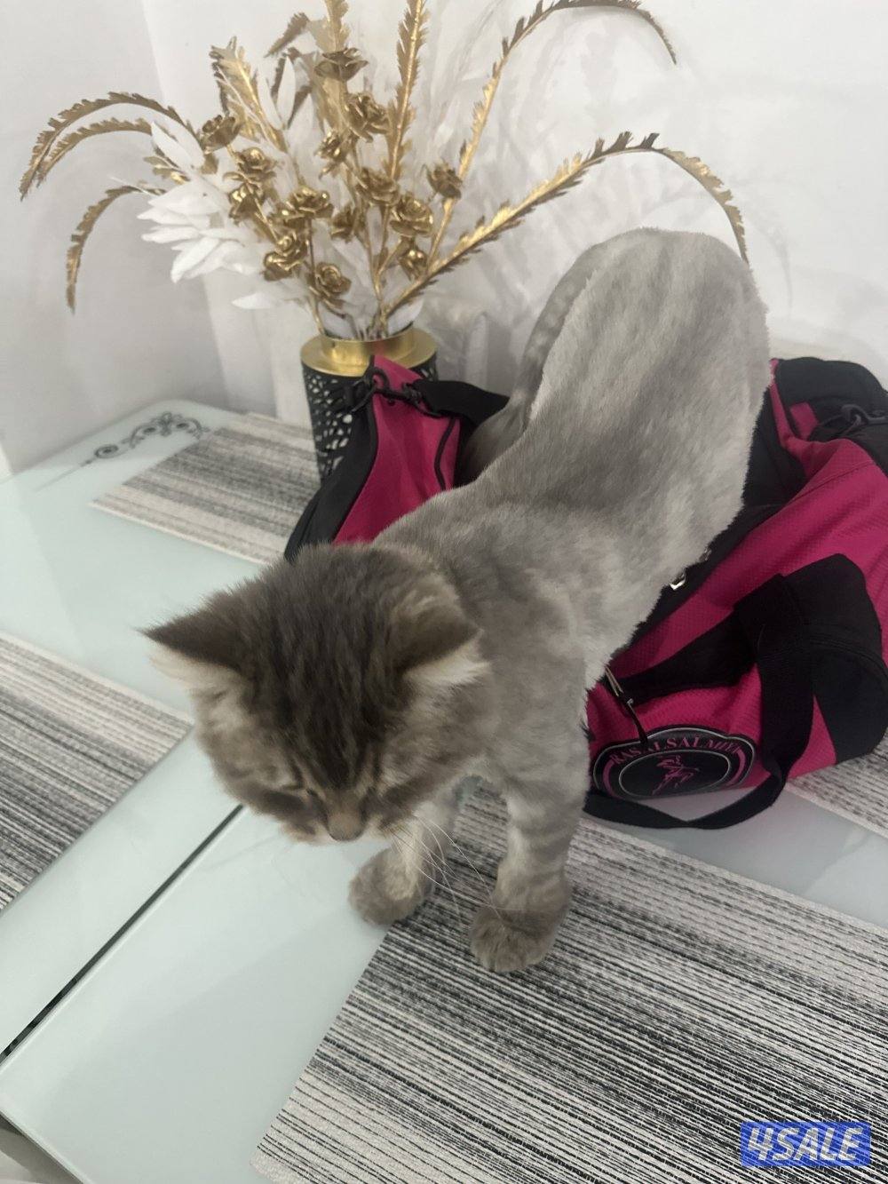 تبني القطو ذكر عمره سنتين و نس5