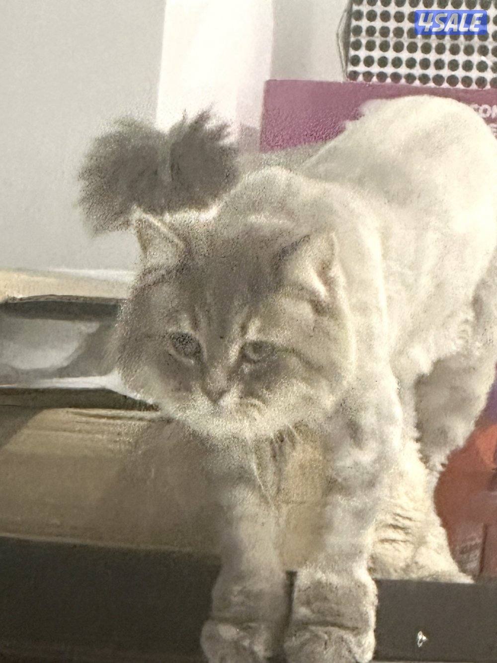 تبني القطو ذكر عمره سنتين و نس6