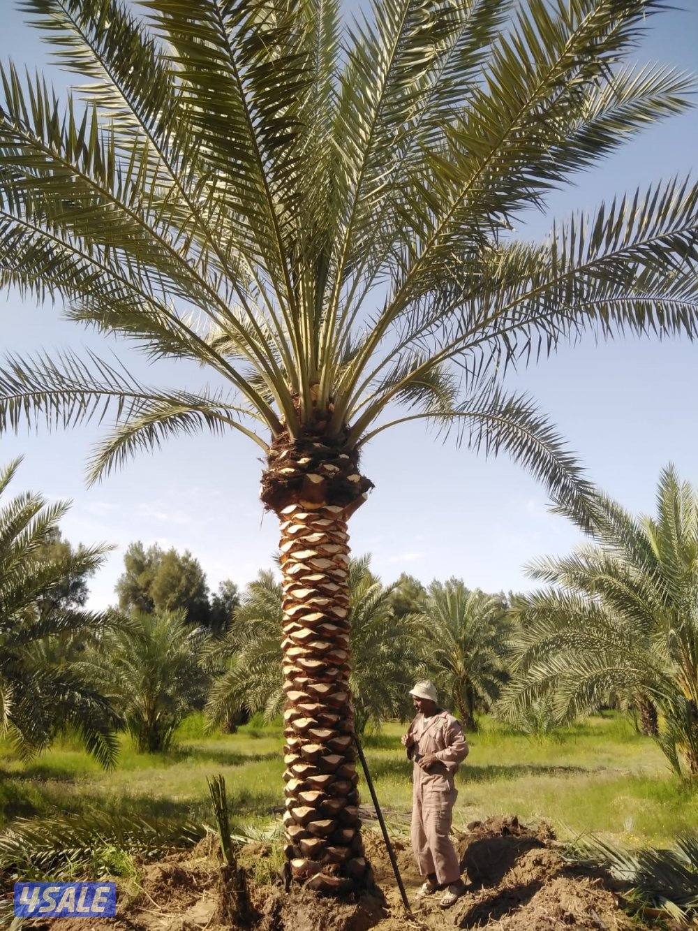 للبيع نخل حساوي ملكي0