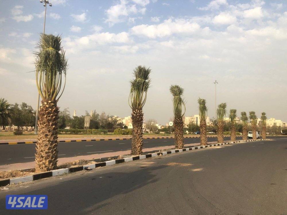 للبيع نخل حساوي ملكي1