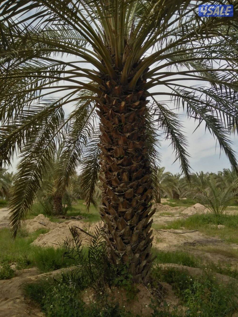 للبيع نخل حساوي ملكي2