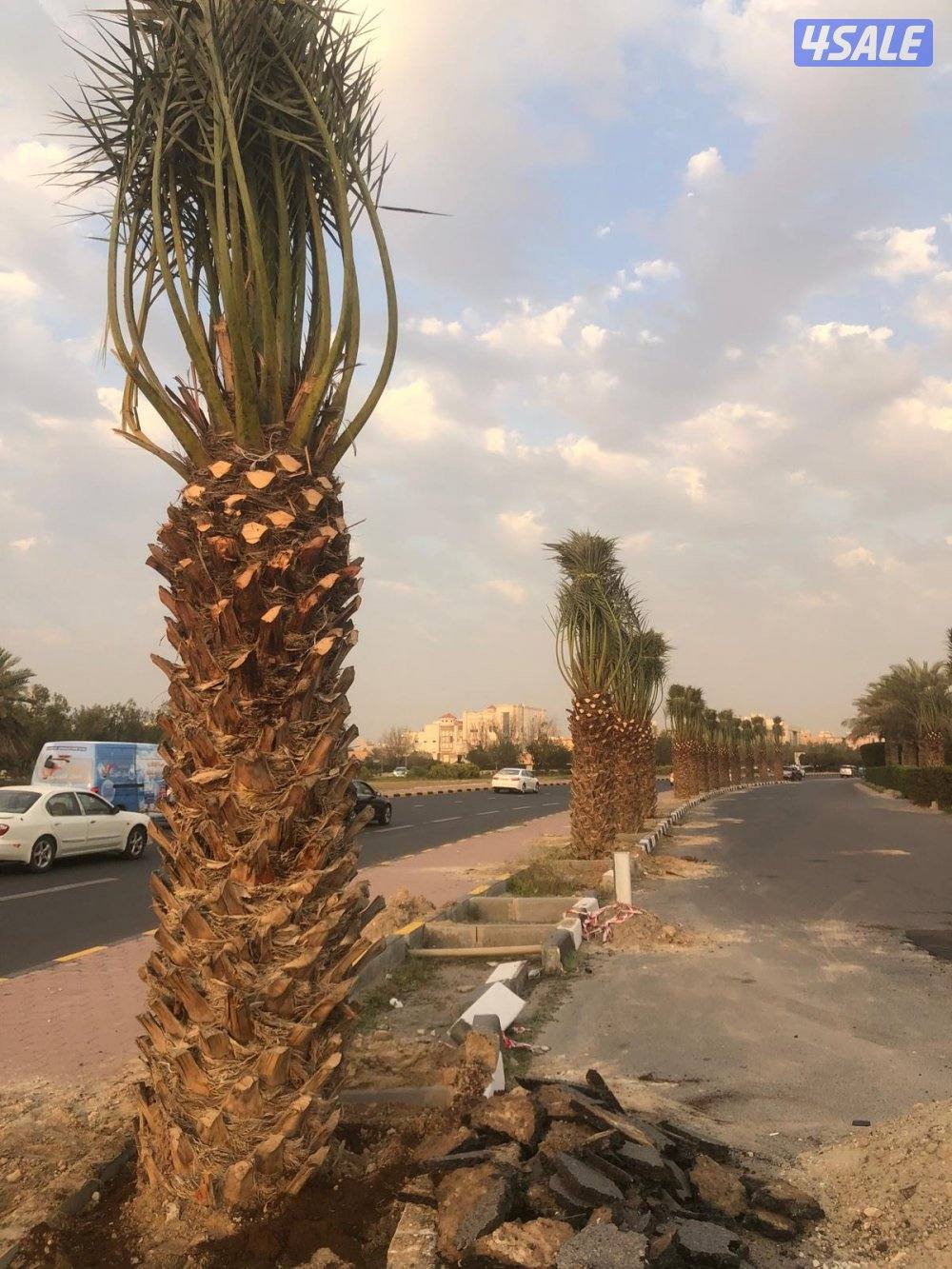 للبيع نخل حساوي ملكي3