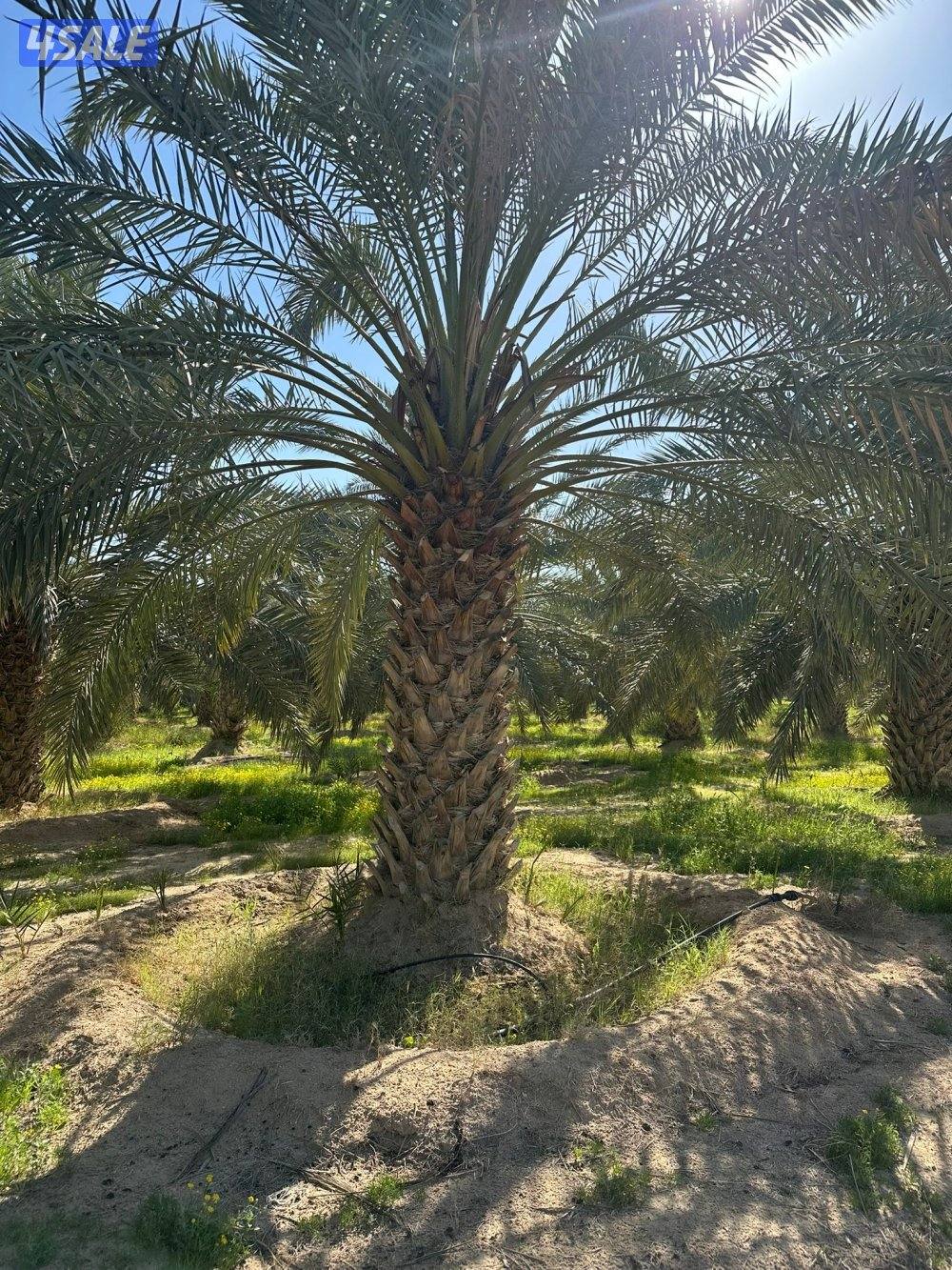 للبيع نخل حساوي ملكي4