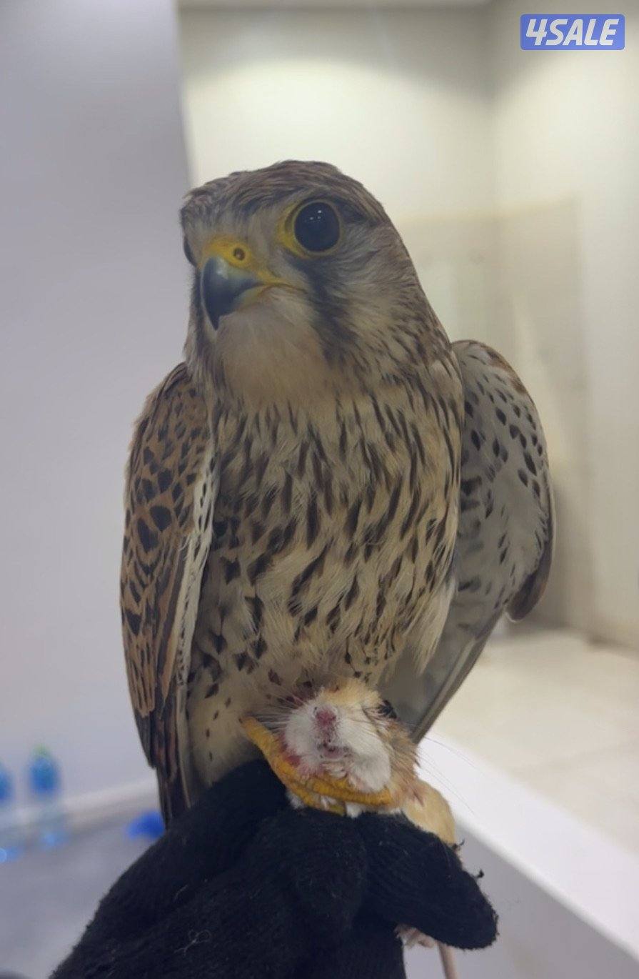 للبيع شريا س  مدرب يركب على الايد وياكل على الايد0