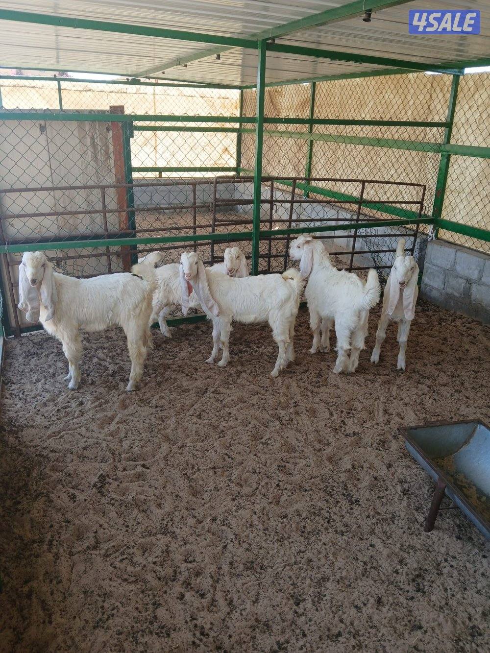 5 تيوس جملة 70 مفرد 750