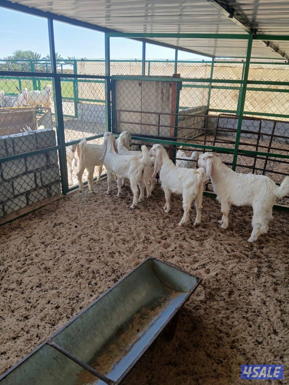 5 تيوس جملة 70 مفرد 751