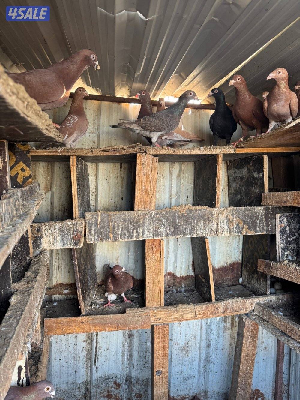 زاجل بلجيكي0