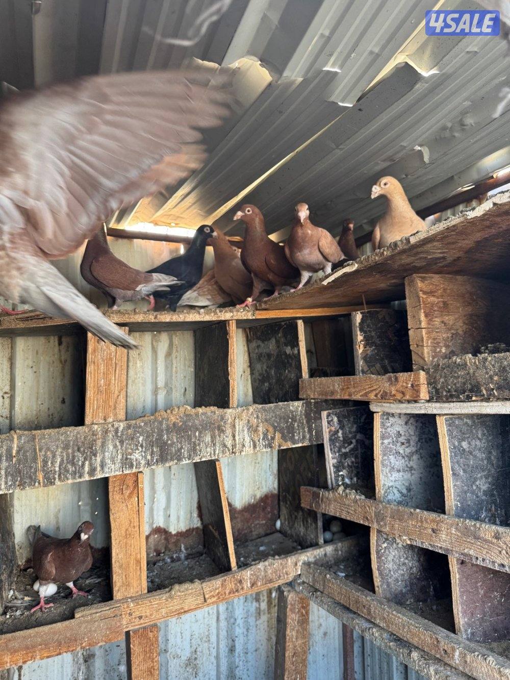 زاجل بلجيكي1