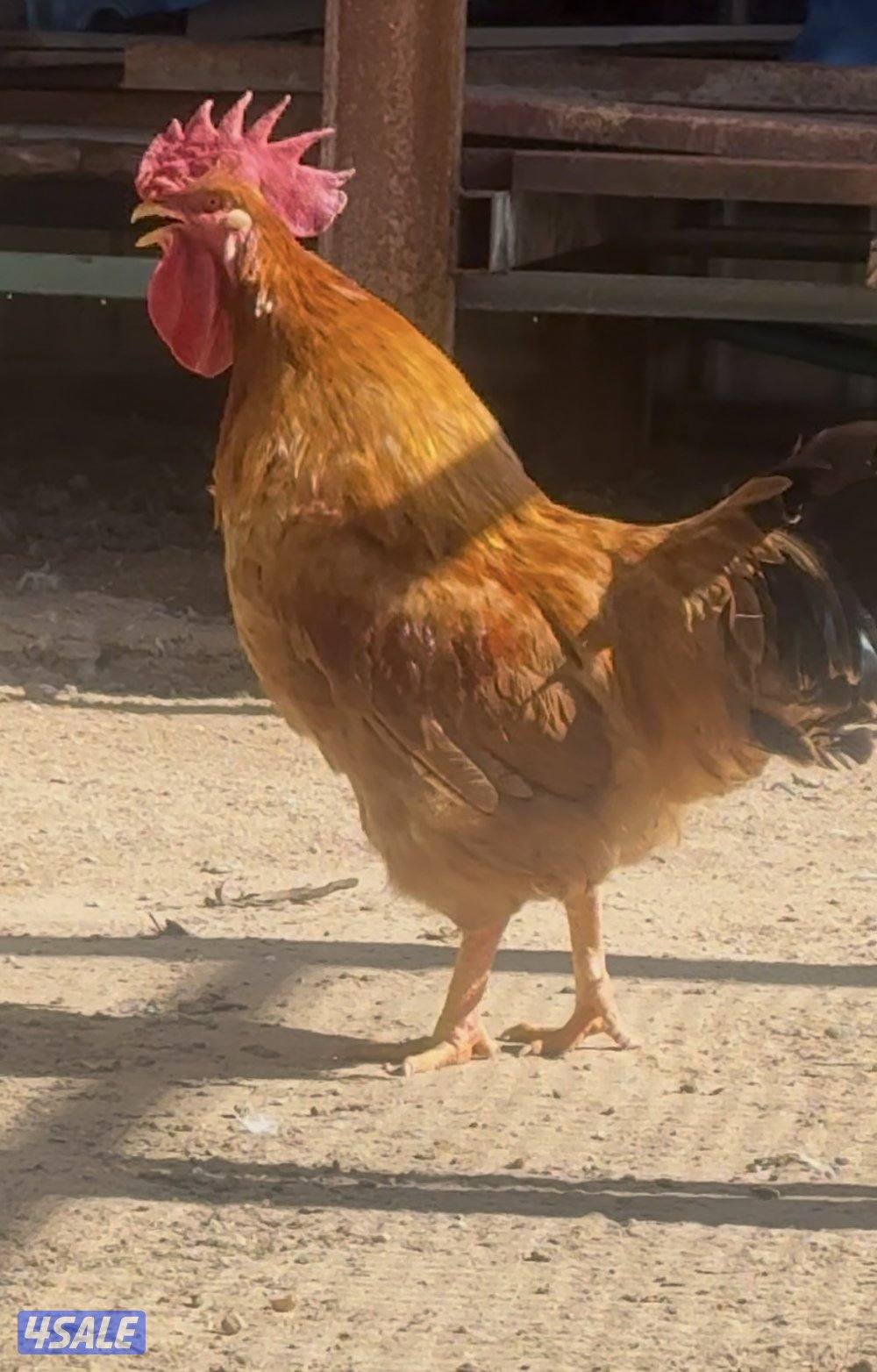 دجاج هولندي بيور0