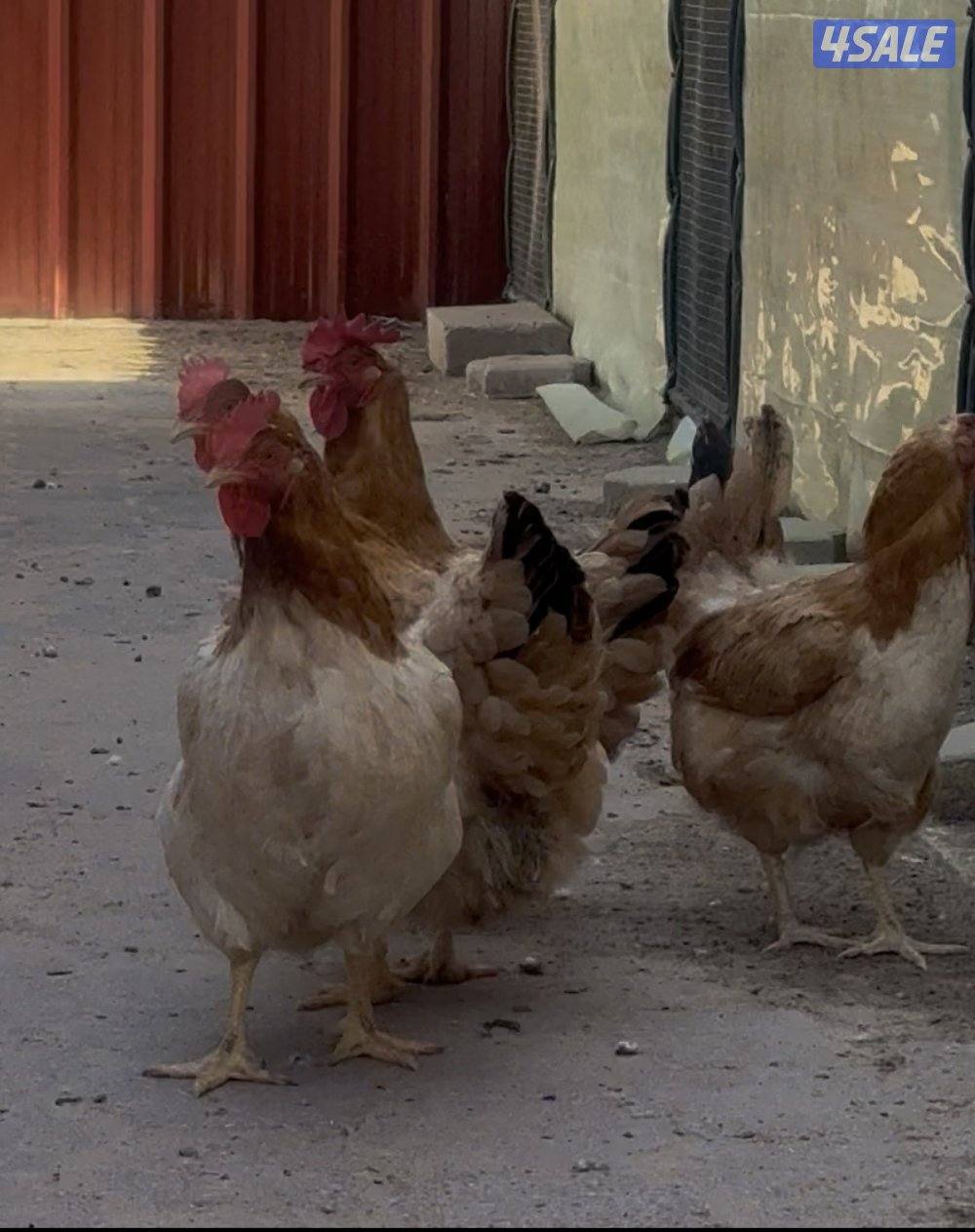 دجاج هولندي بيور1