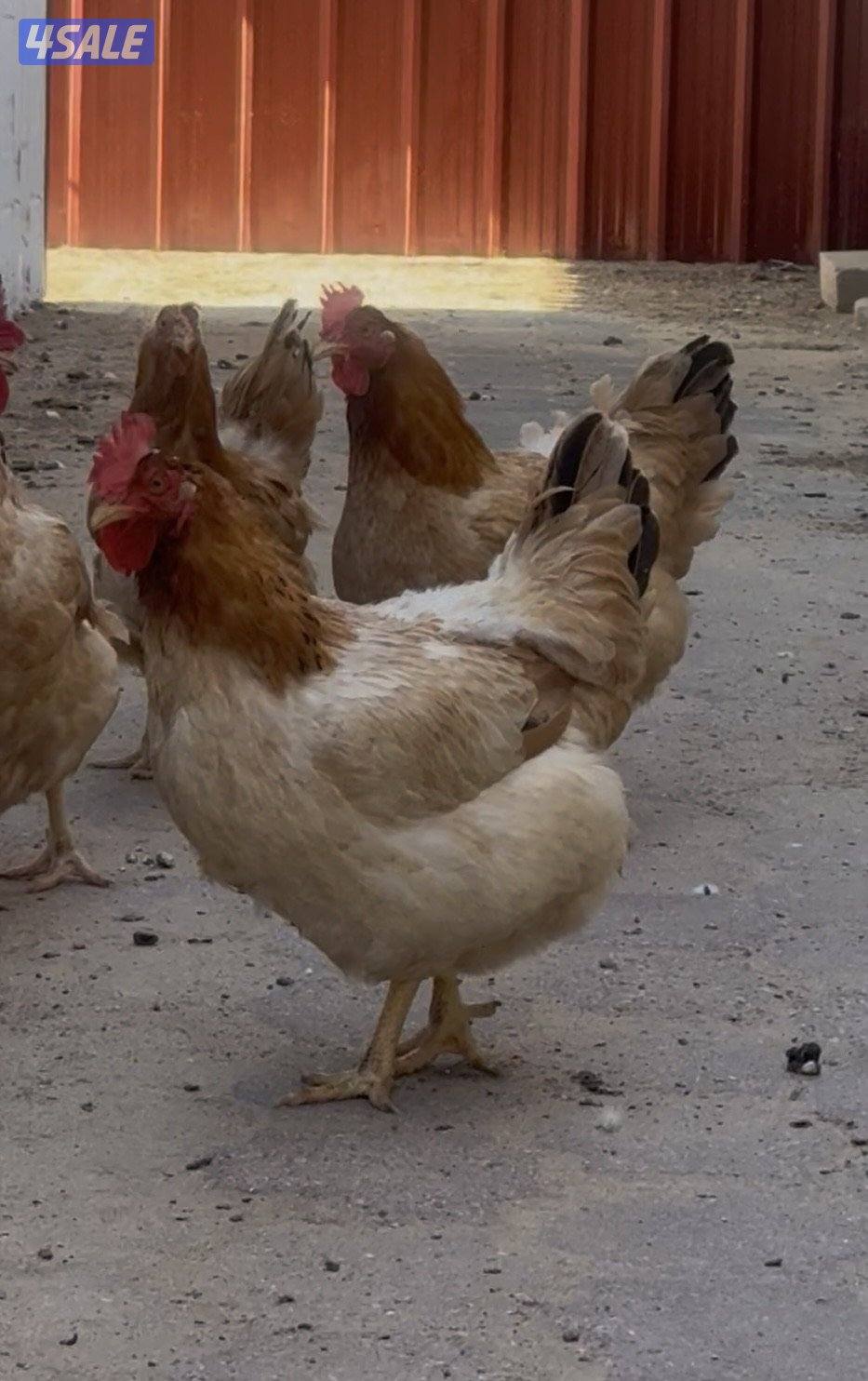 دجاج هولندي بيور6