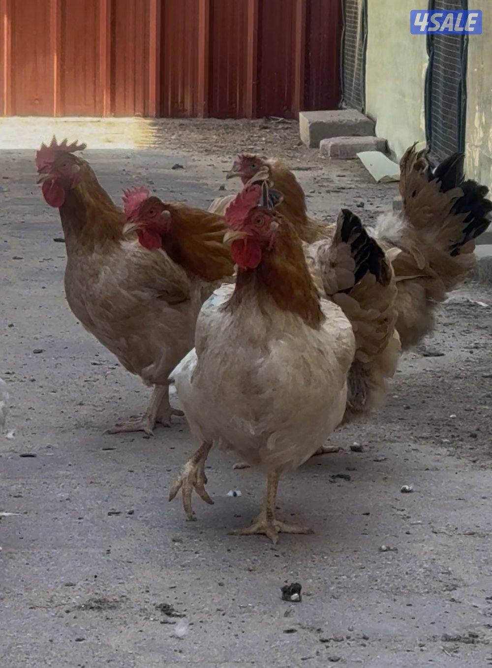 دجاج هولندي بيور5