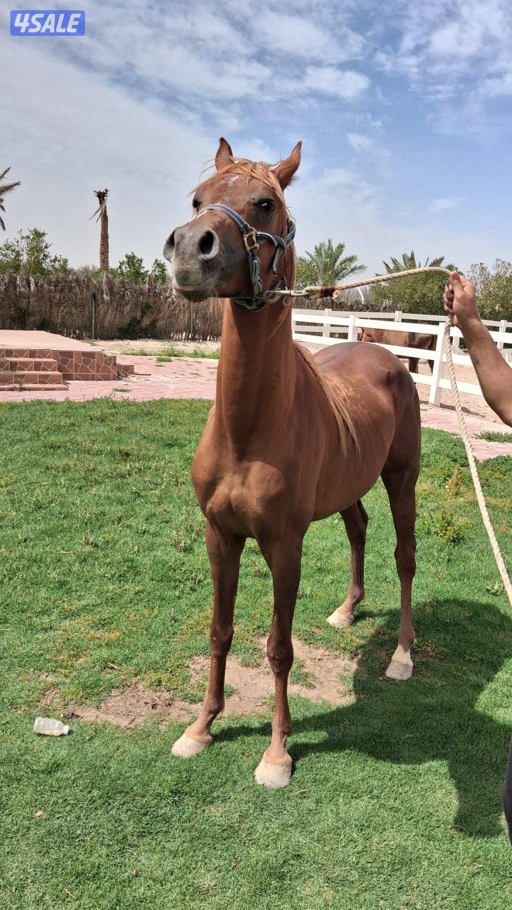 خيل للبيع في العبدلي0