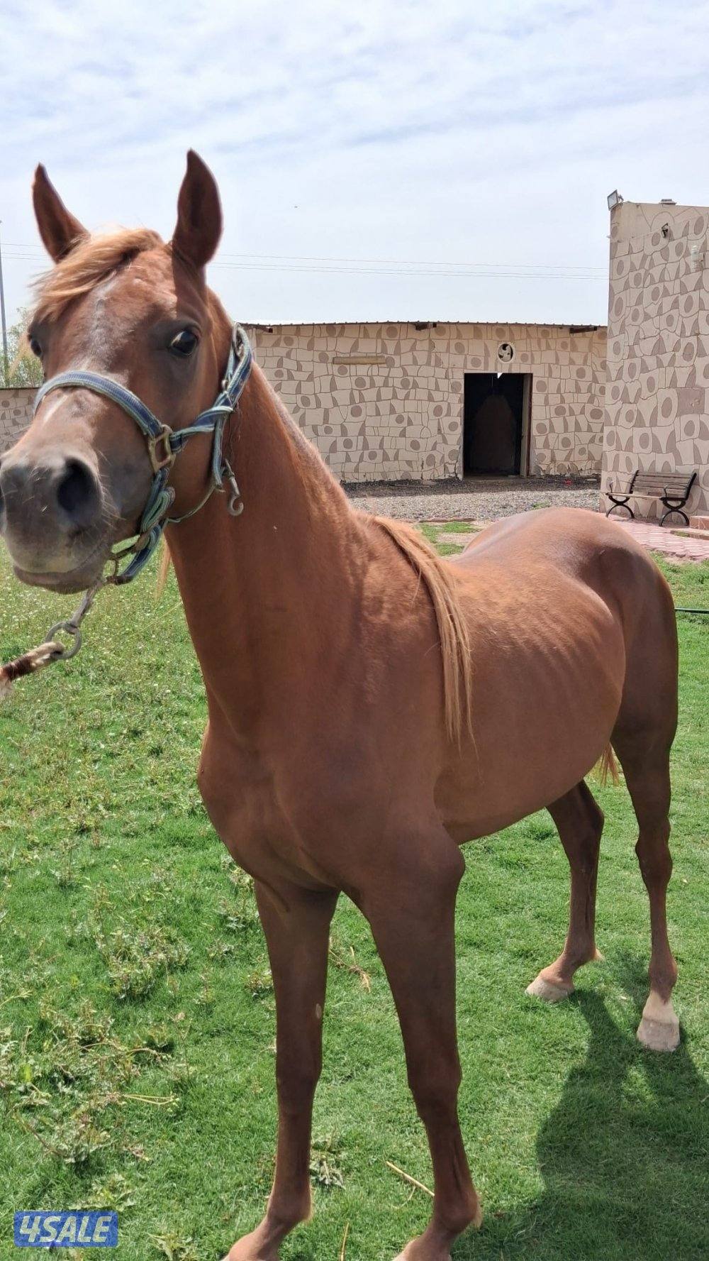 خيل للبيع في العبدلي1