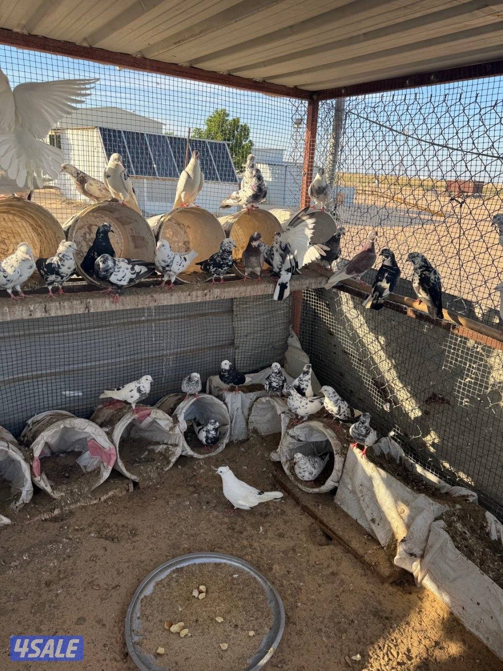 حمام لوت ملاويين1