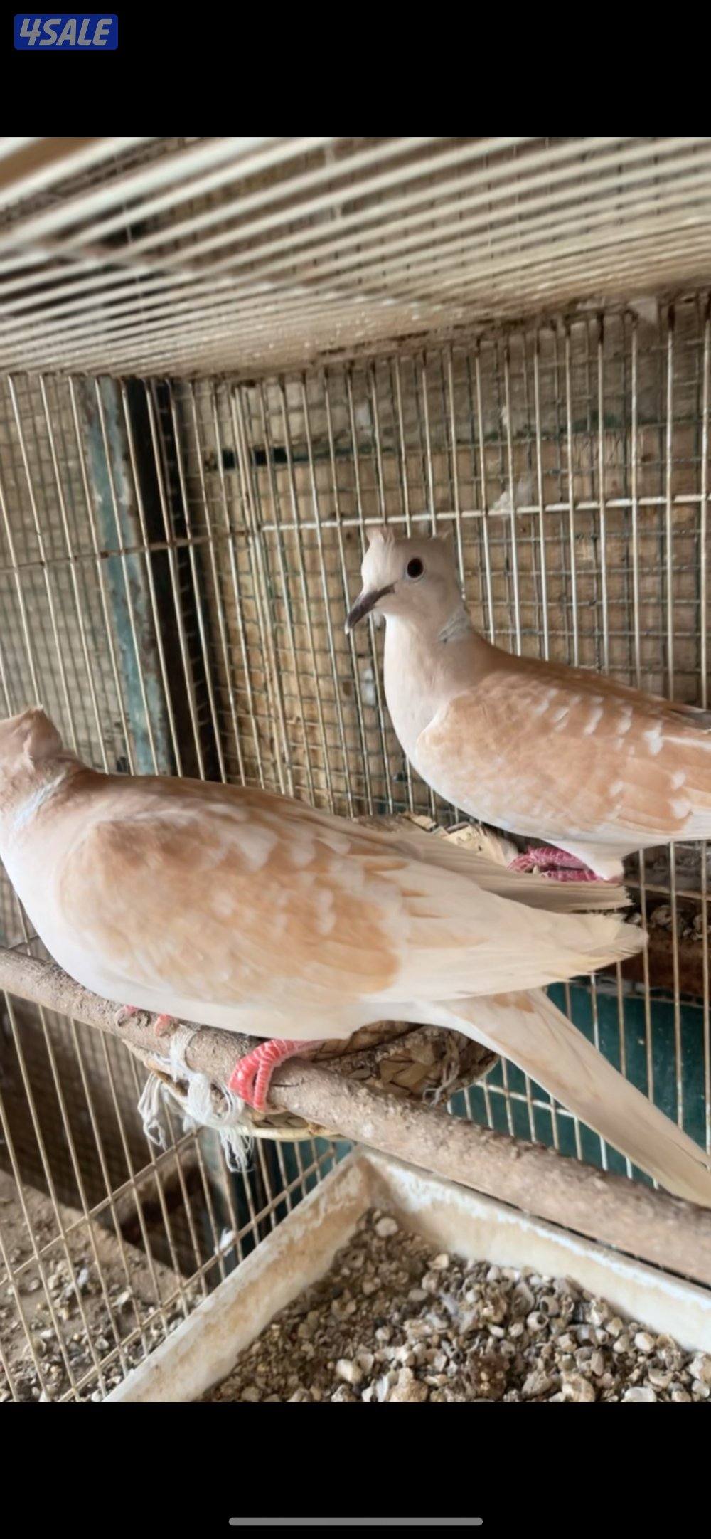 طبات حمام + ياكريم + دياجه + بيض2