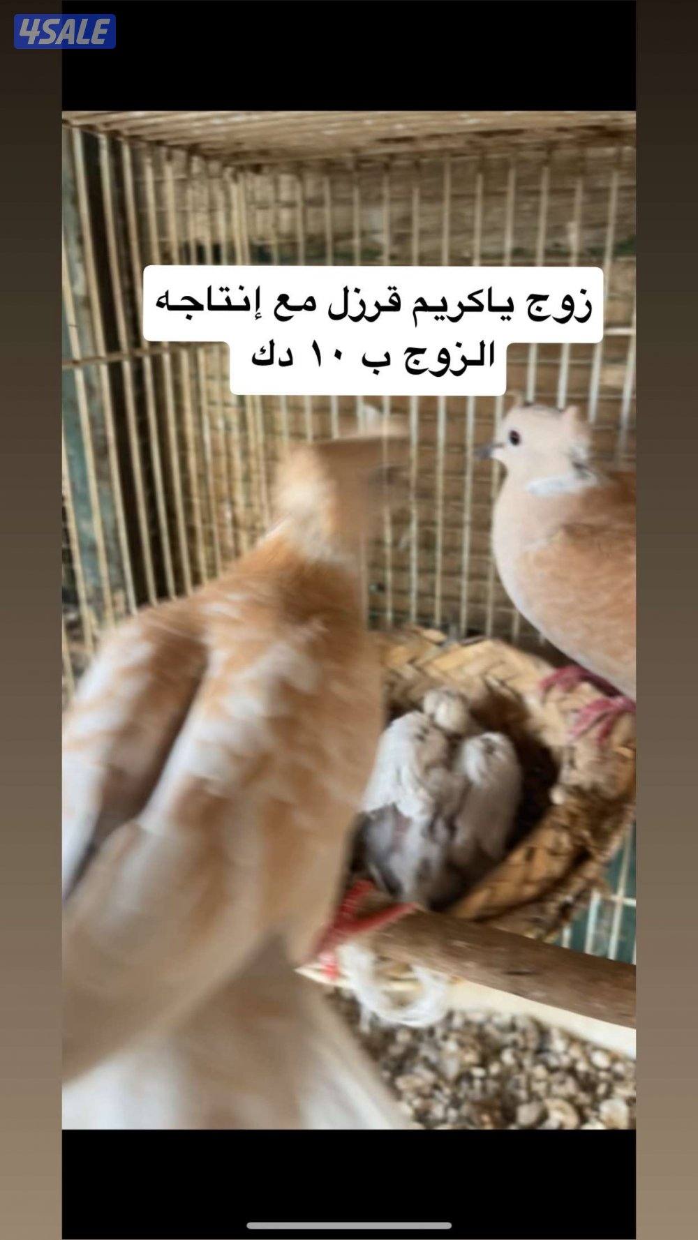 طبات حمام + ياكريم + دياجه + بيض1