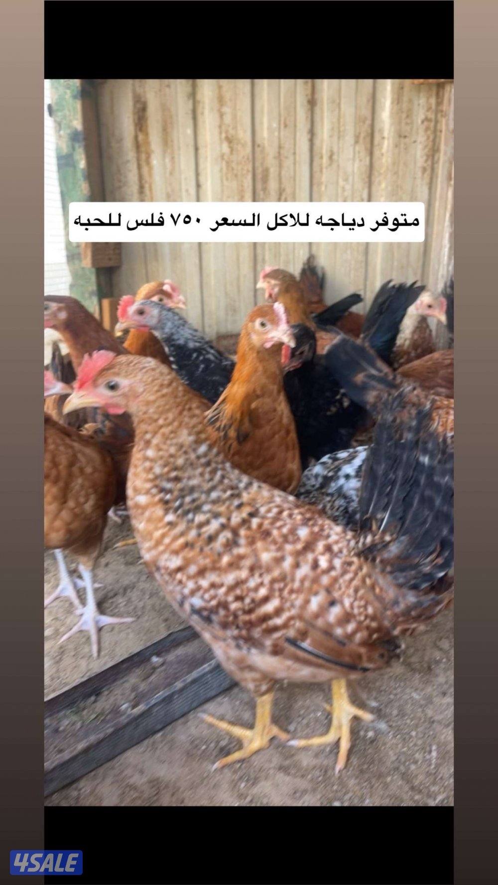 طبات حمام + ياكريم + دياجه + بيض4