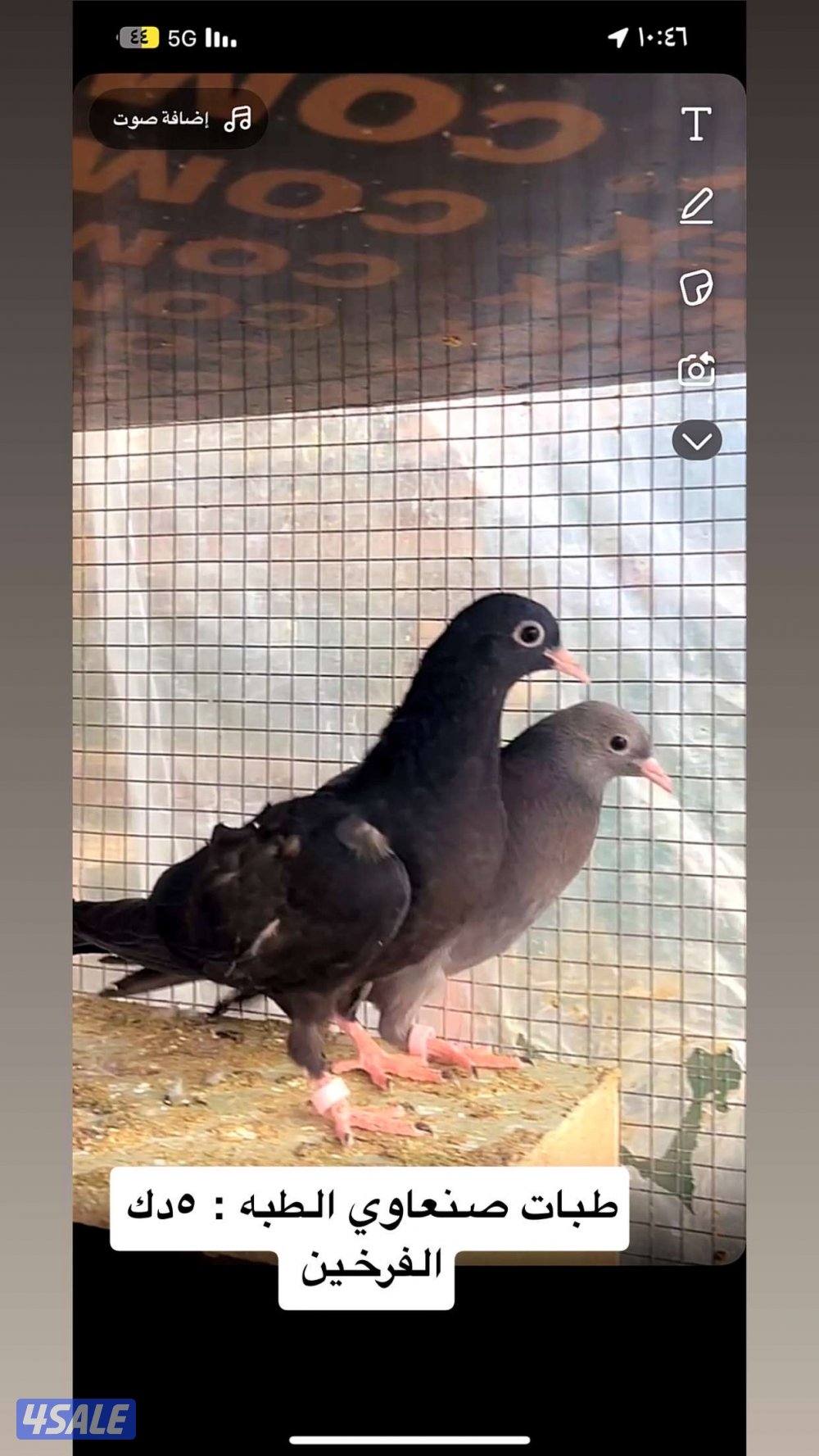 طبات حمام + ياكريم + دياجه + بيض5