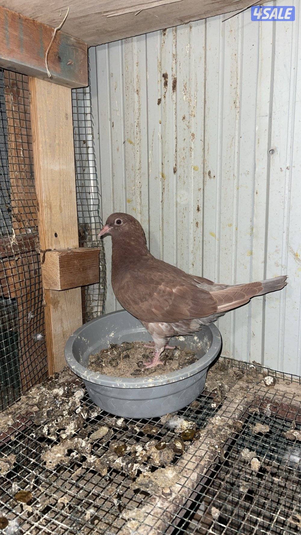 طبات حمام + ياكريم + دياجه + بيض6