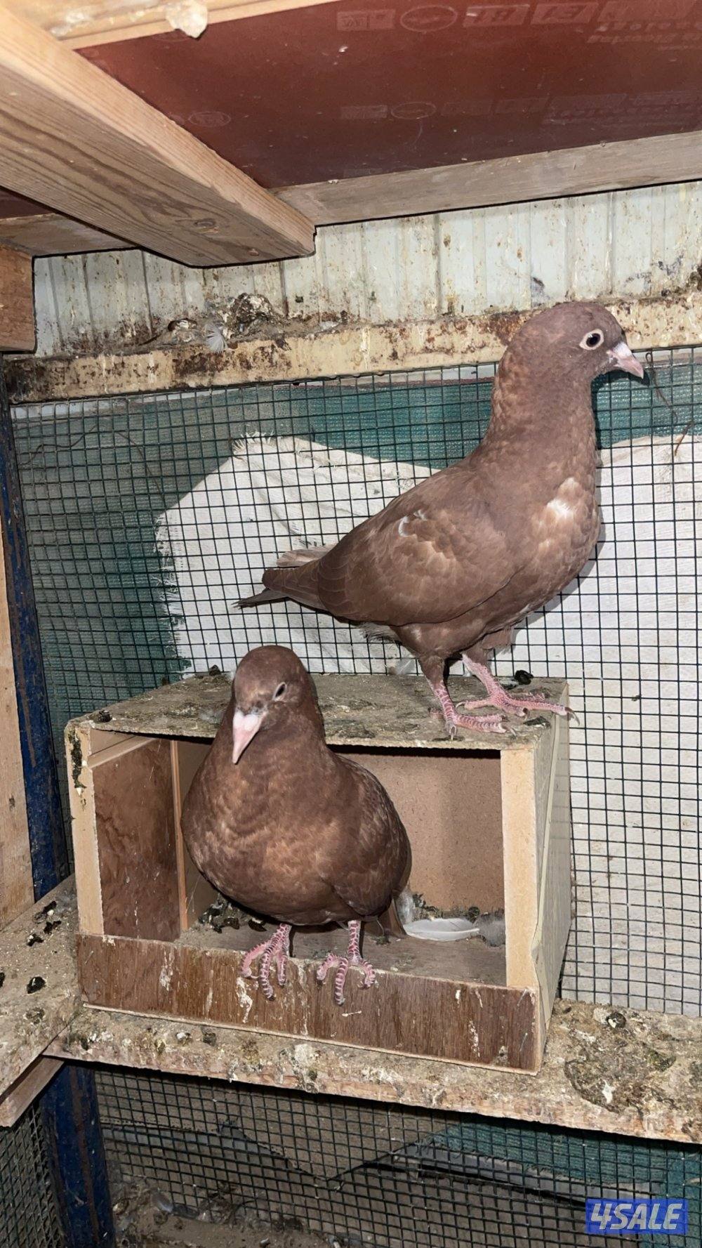 طبات حمام + ياكريم + دياجه + بيض7