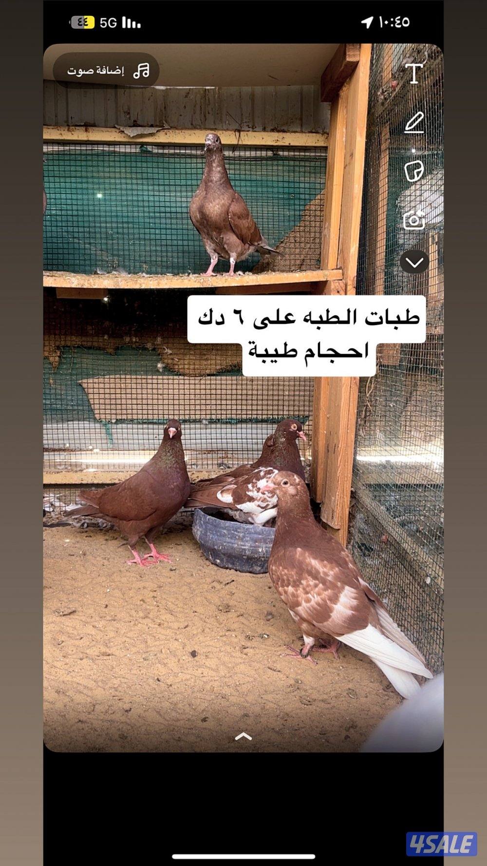 طبات حمام + ياكريم + دياجه + بيض0