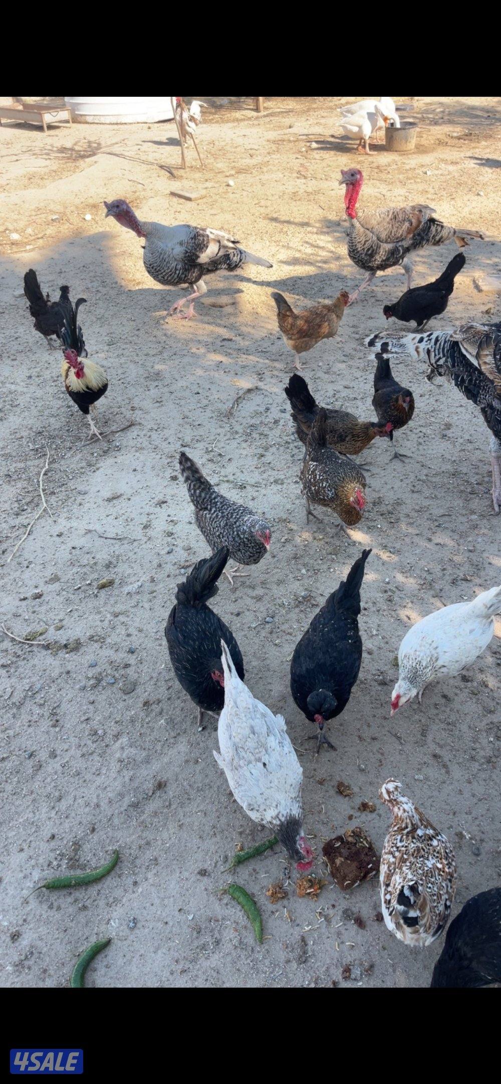 طبات حمام + ياكريم + دياجه + بيض9