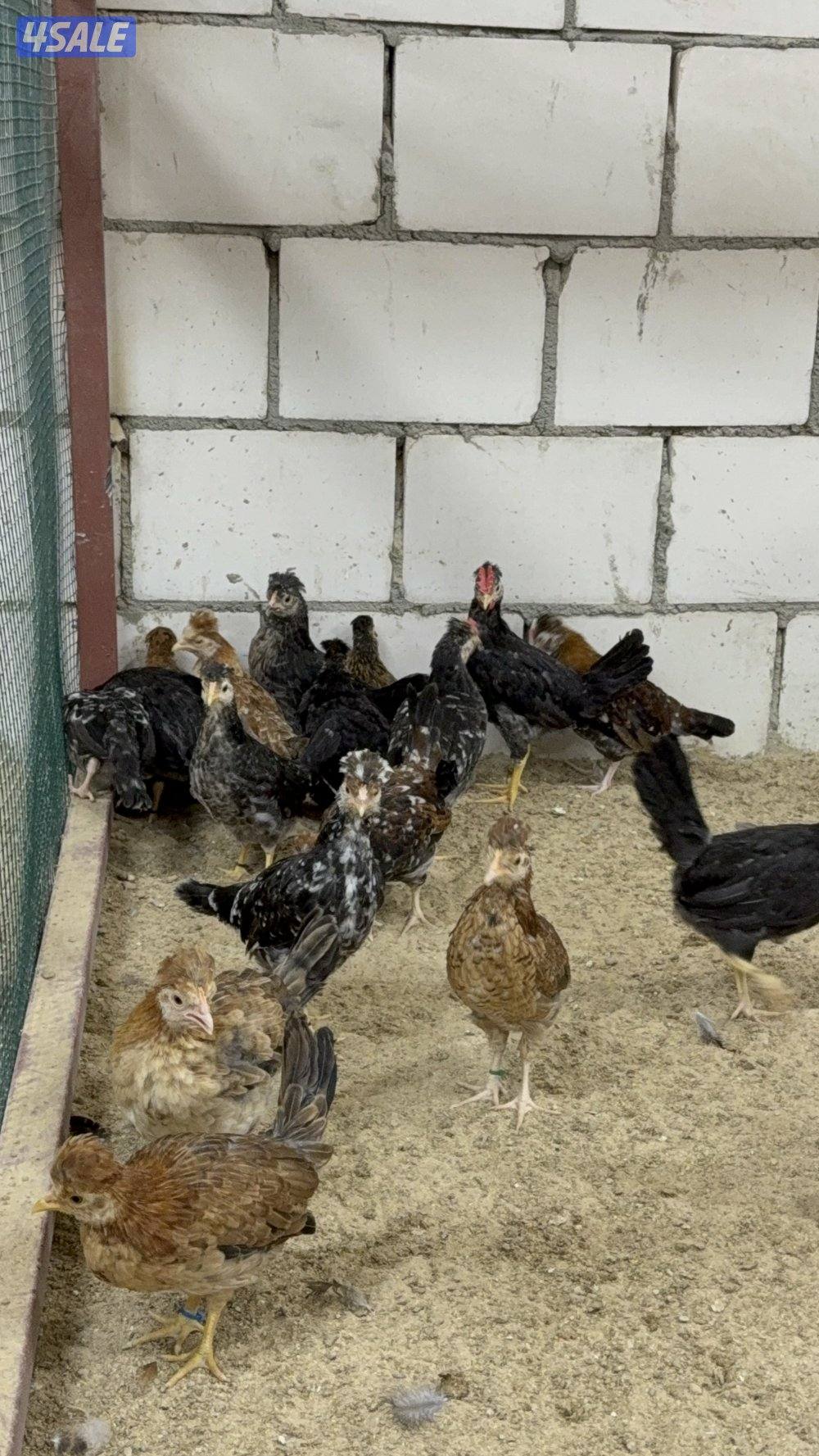 دجاج عربي قديم2