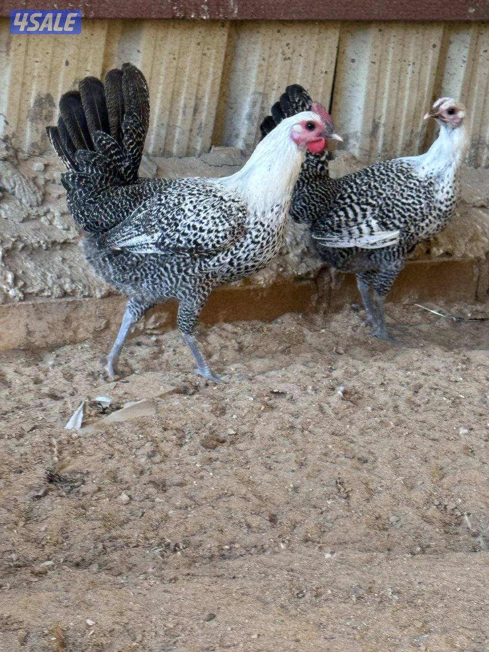 السلام عليكم ورحمة الله وبركاته  بيعه سريعة0