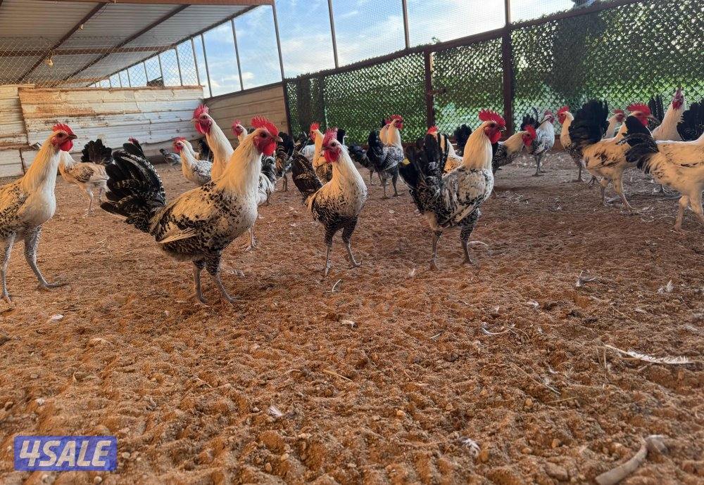 السلام عليكم ورحمة الله وبركاته  بيعه سريعة1