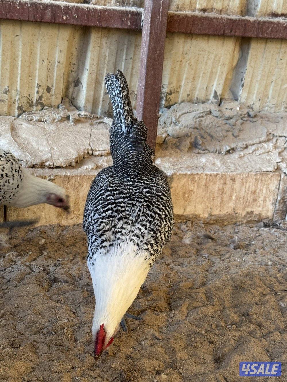 السلام عليكم ورحمة الله وبركاته  بيعه سريعة2