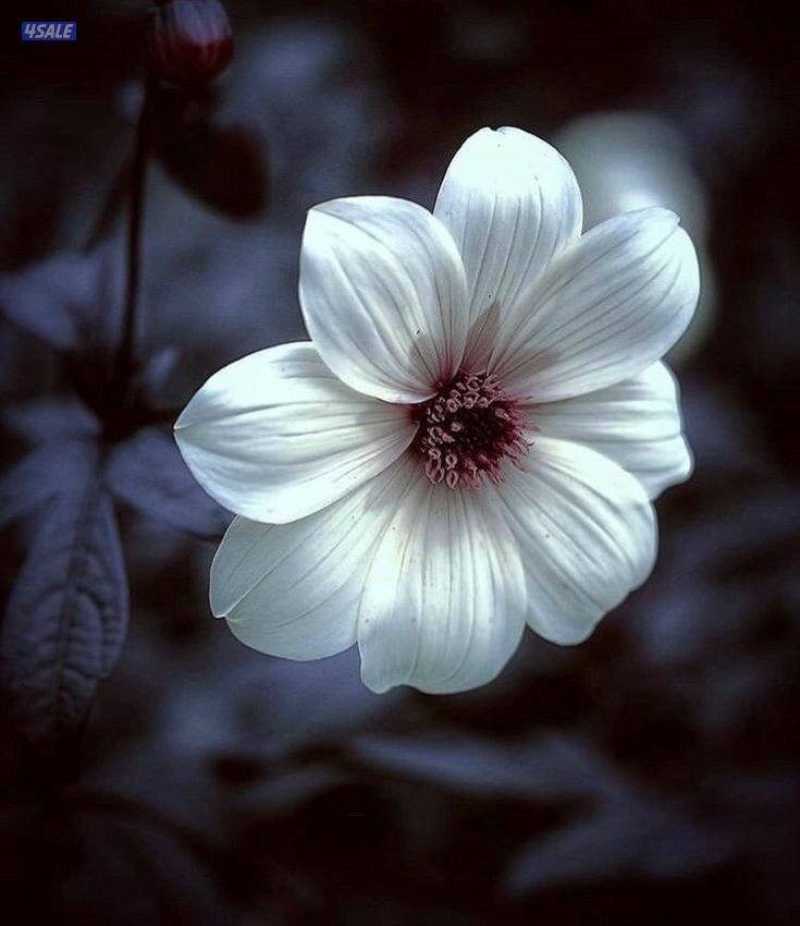 مدرسة رياضيات سورية.. ساعه ونص 10 دينار0