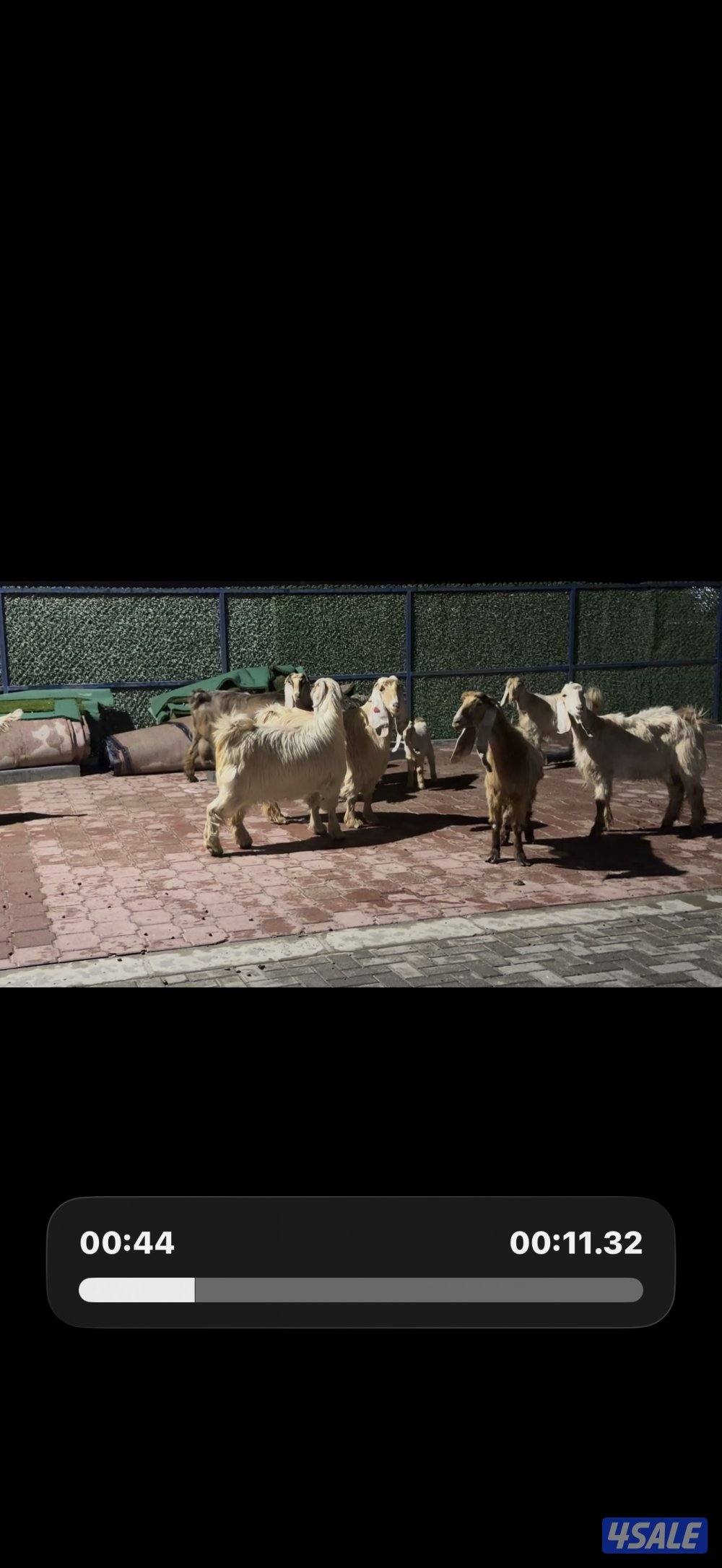 عوارض كريميات العداد 12 فيهم تحتهم 10 فيهم 9 مطافيل وثلاث مضريع0