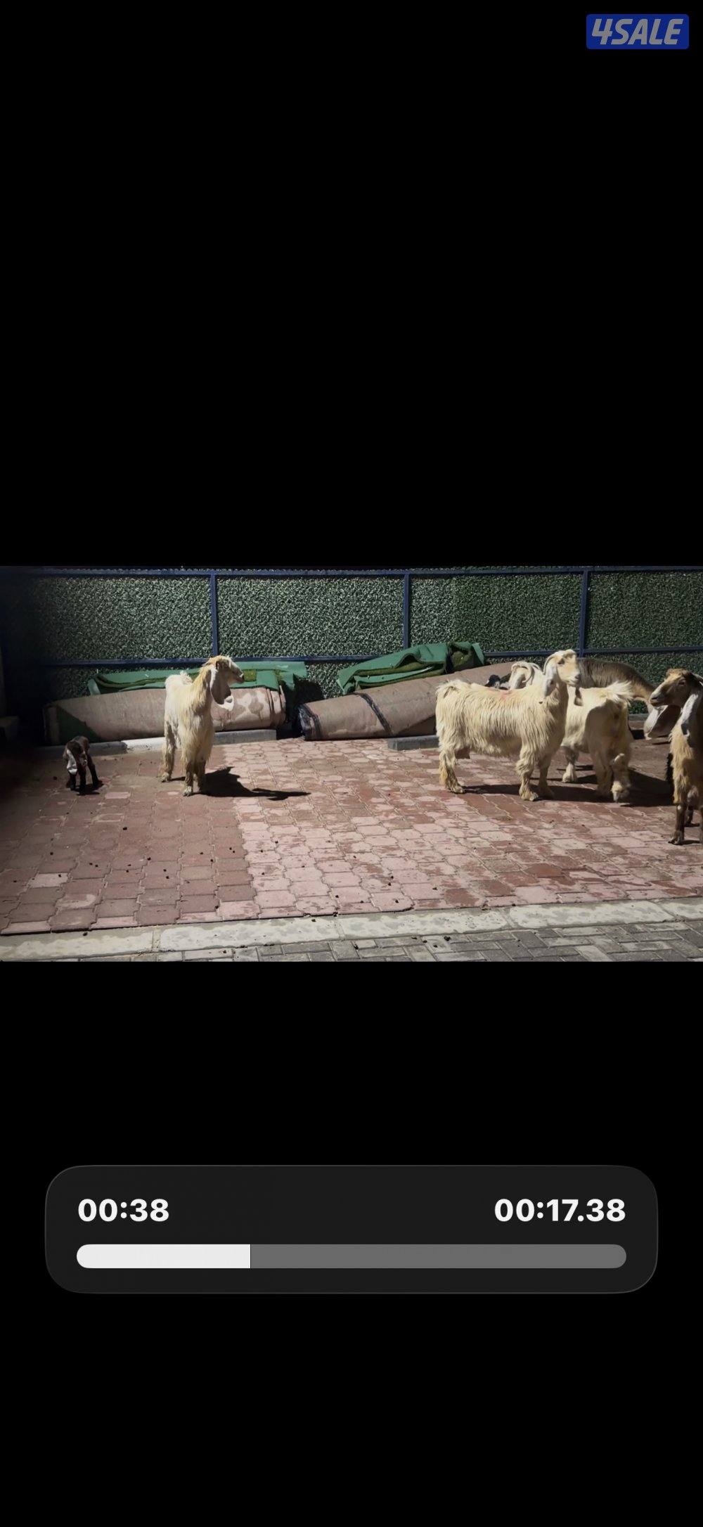 عوارض كريميات العداد 12 فيهم تحتهم 10 فيهم 9 مطافيل وثلاث مضريع1