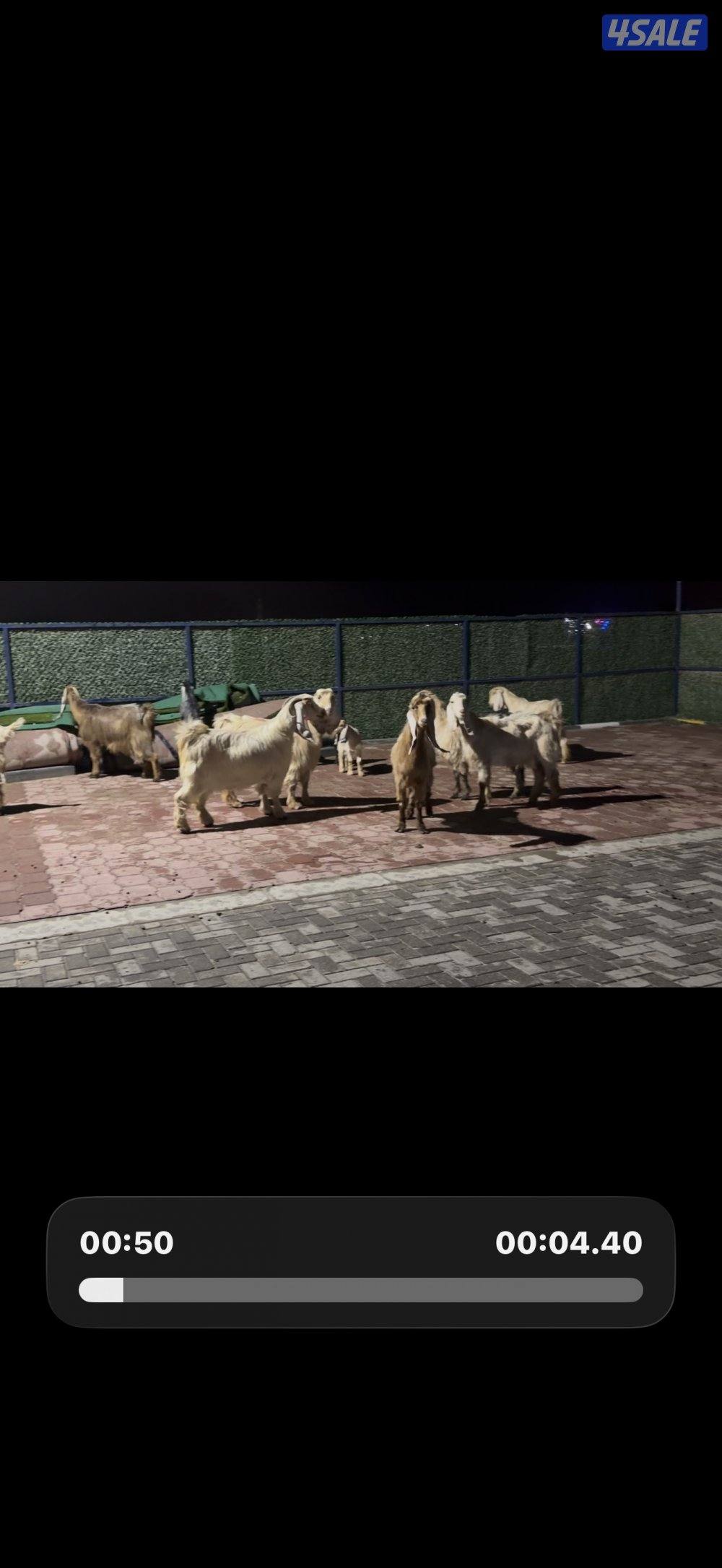 عوارض كريميات العداد 12 فيهم تحتهم 10 فيهم 9 مطافيل وثلاث مضريع2