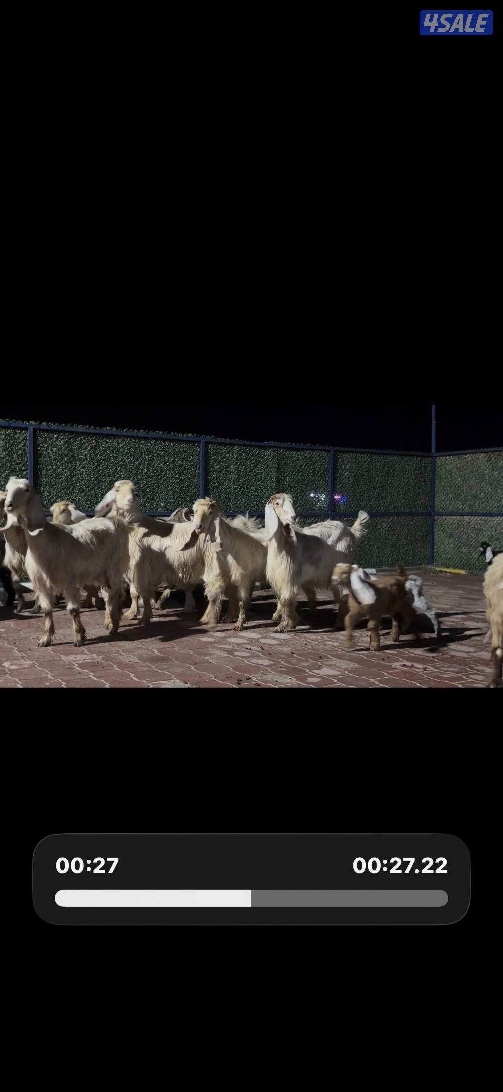 عوارض كريميات العداد 12 فيهم تحتهم 10 فيهم 9 مطافيل وثلاث مضريع3