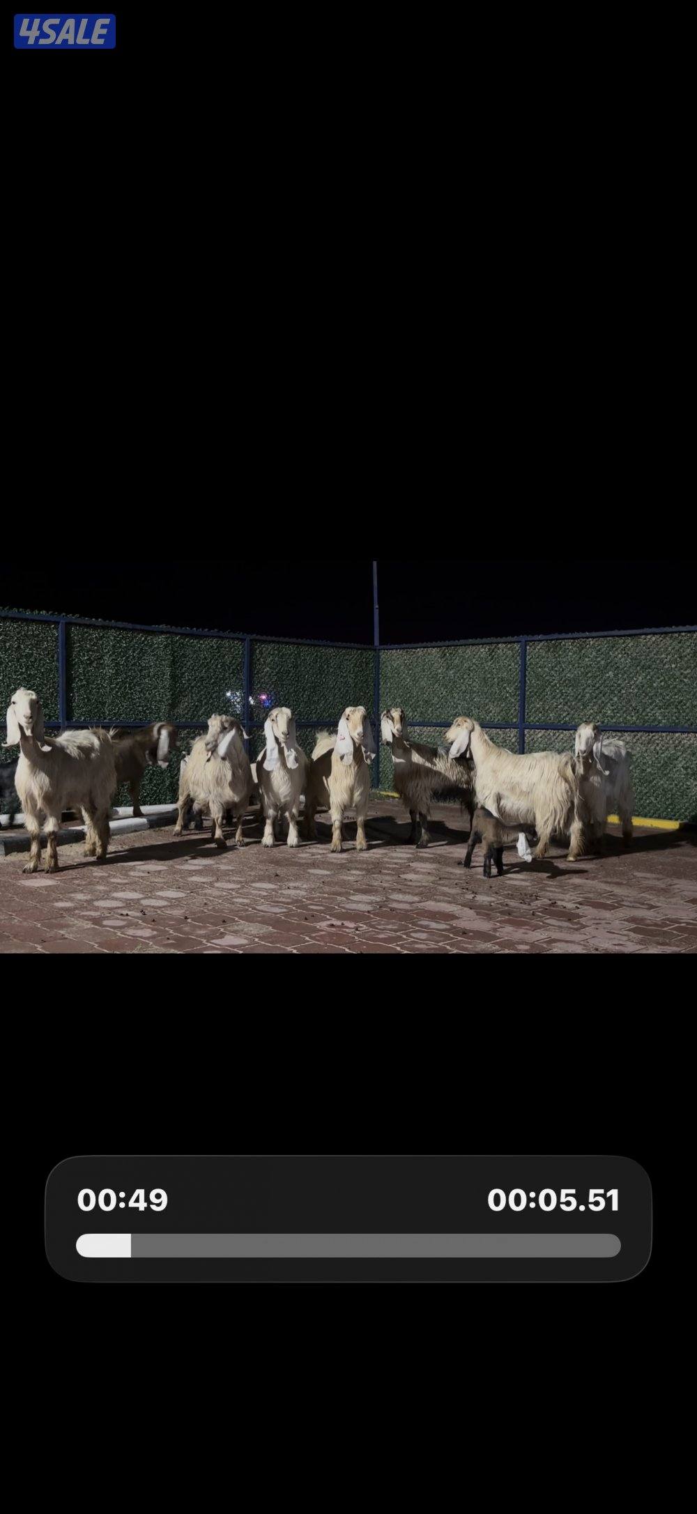 عوارض كريميات العداد 12 فيهم تحتهم 10 فيهم 9 مطافيل وثلاث مضريع4