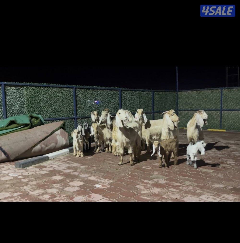 عوارض كريميات العداد 12 فيهم تحتهم 10 فيهم 9 مطافيل وثلاث مضريع6