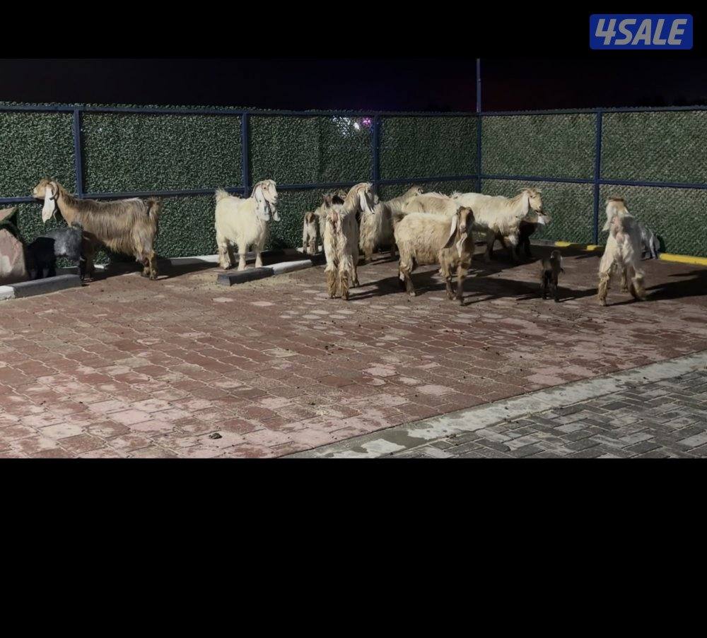 عوارض كريميات العداد 12 فيهم تحتهم 10 فيهم 9 مطافيل وثلاث مضريع5