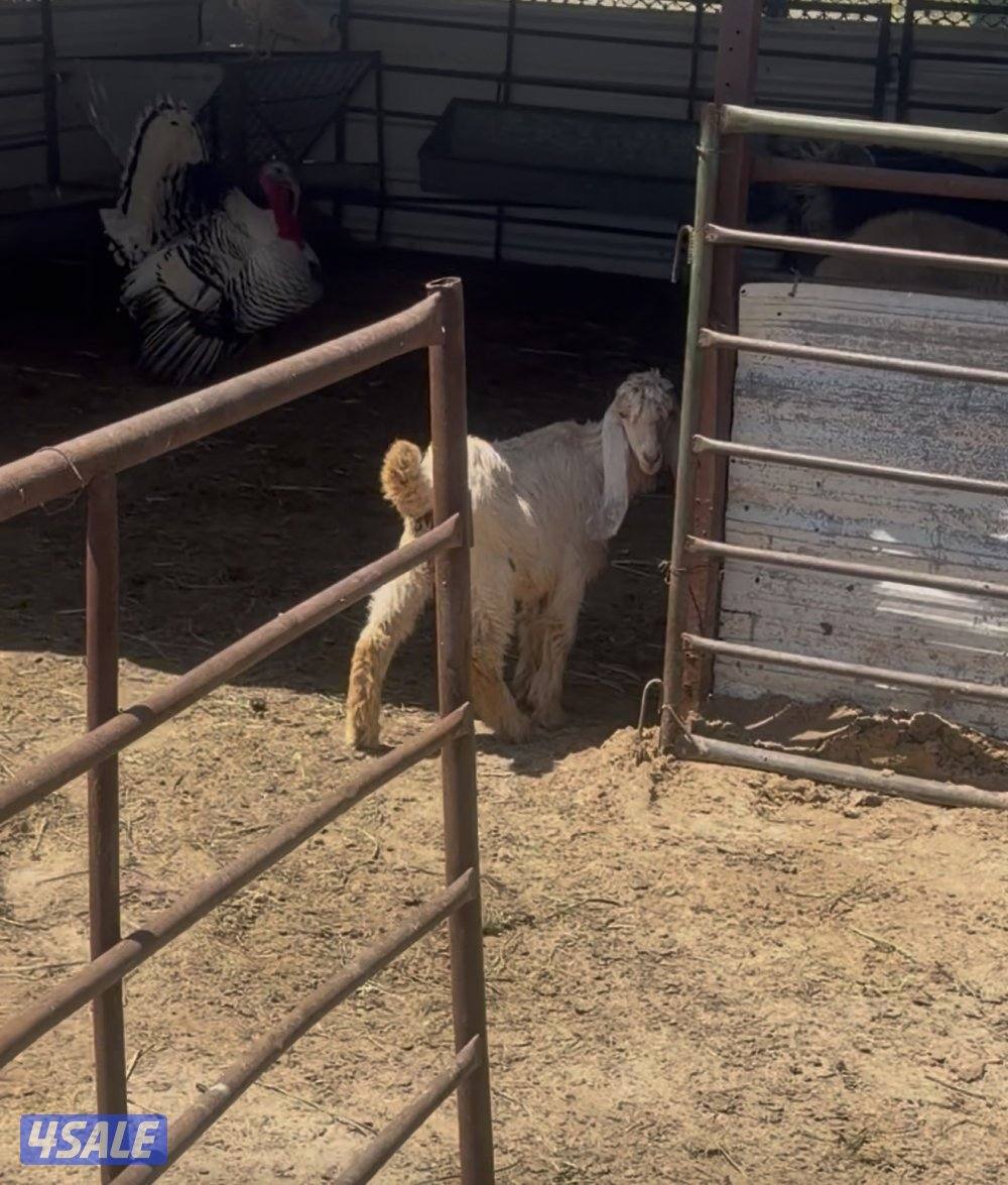 عوارض كريميات العداد 12 فيهم تحتهم 10 فيهم 9 مطافيل وثلاث مضريع8